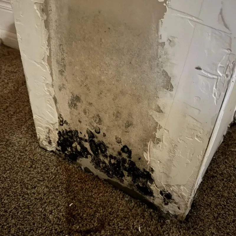 Professional Mold Removal in Logan County, NE